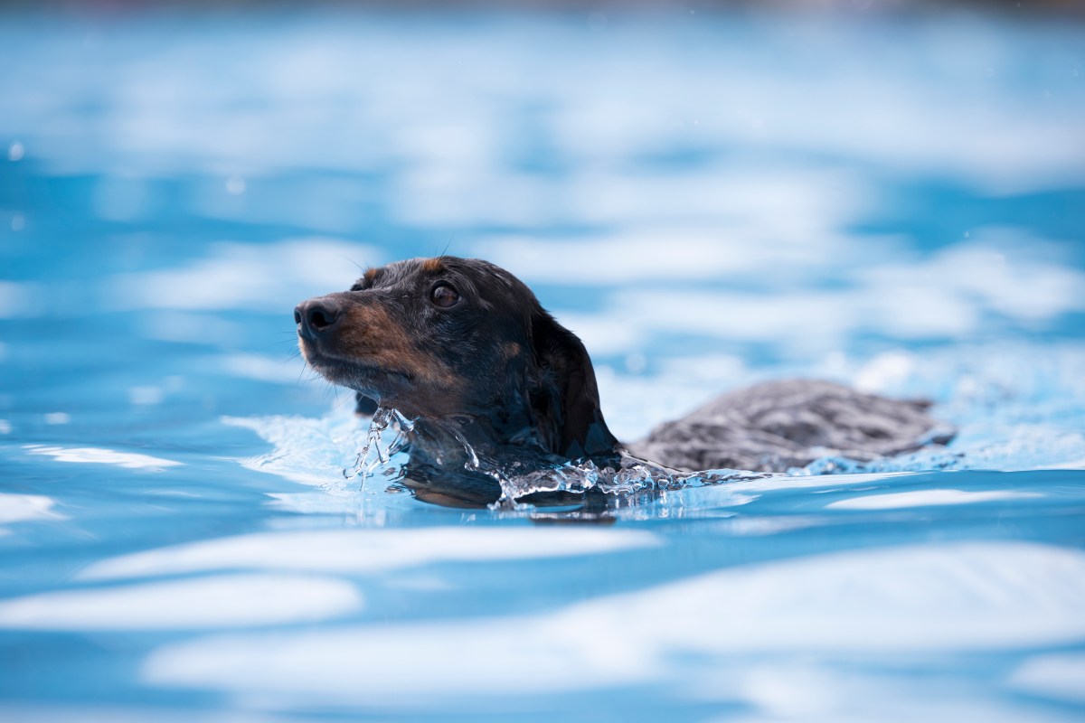 Owner’s Swimming Pool Is All ‘Fun and Games’ Until Dachshund Goes In