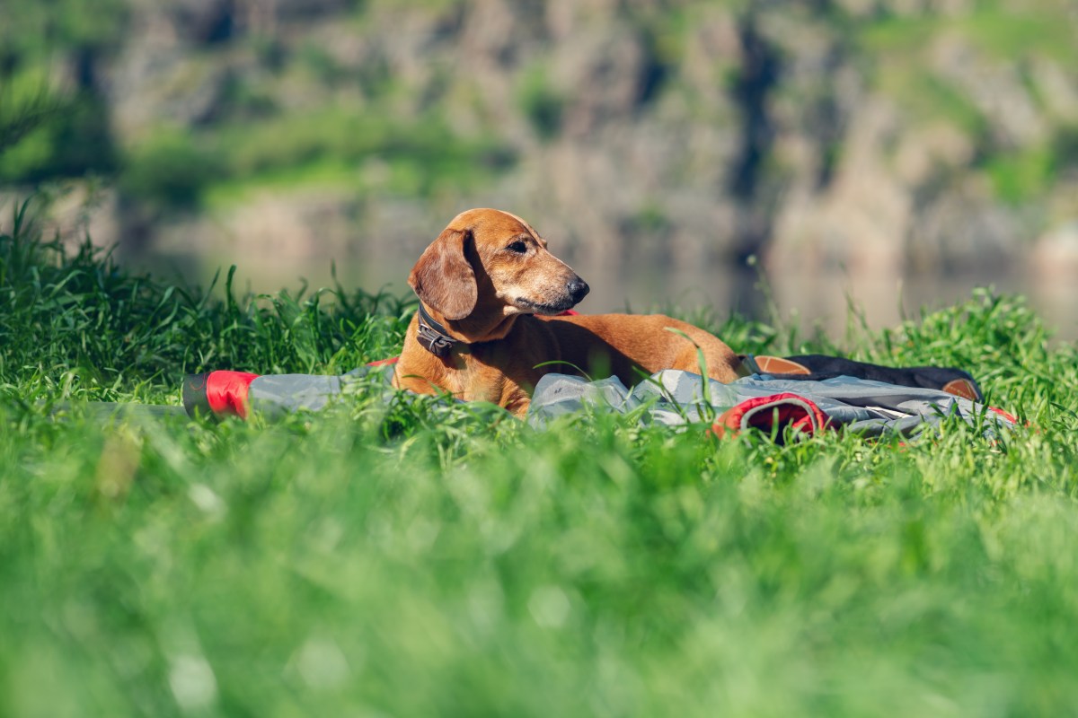 Hysterics at How Owner Catches Dachshund Working on Her Tan: ‘Just a Girl’