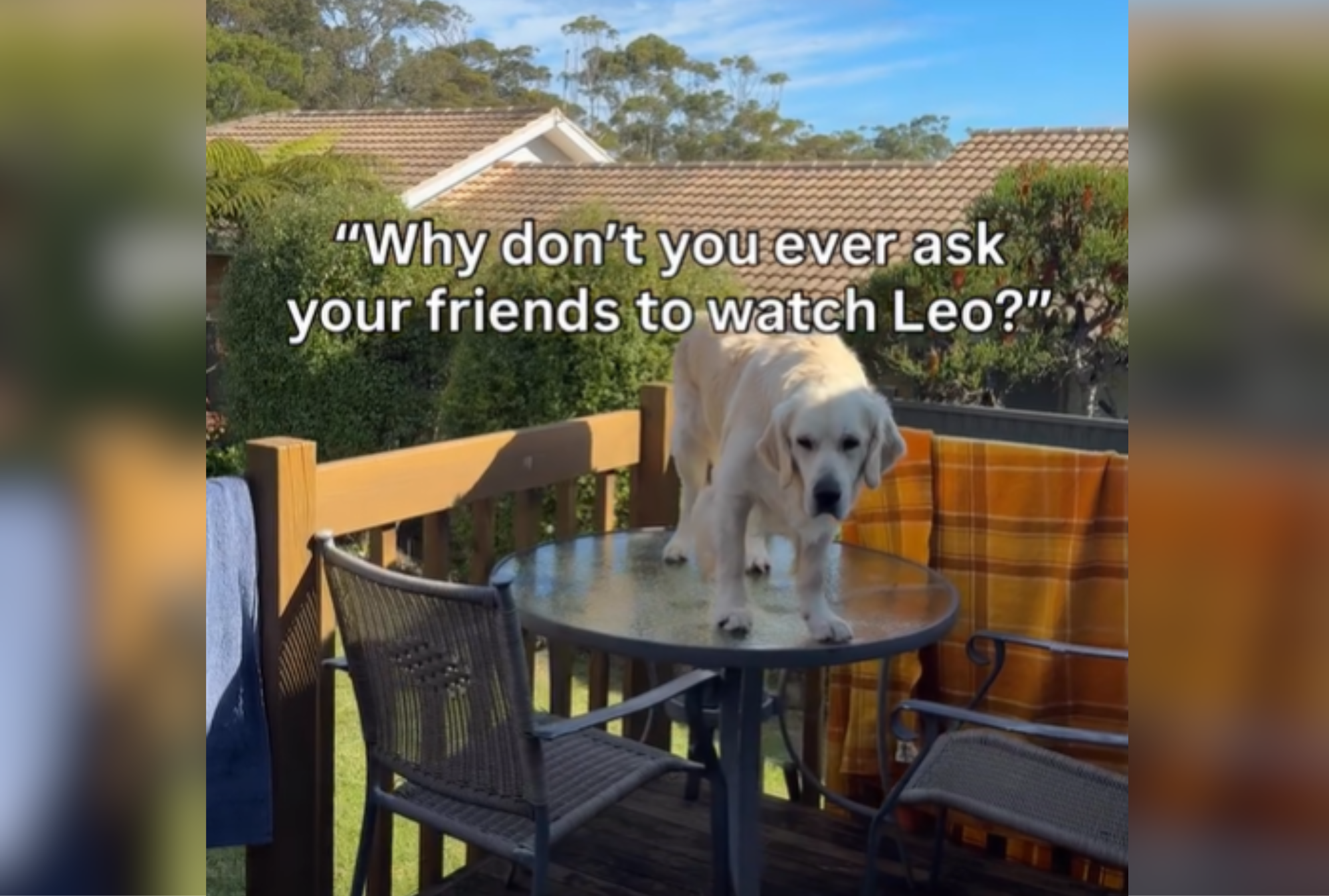 Owners Never Leave Golden Retriever With Friends, Hysterics at Reason Why