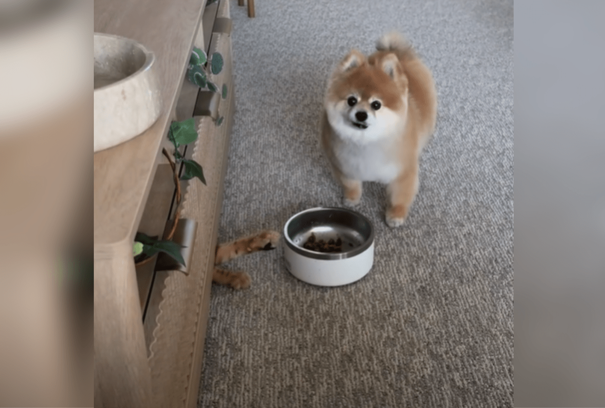 Owner Feeds Pomeranian Dinner, Then She Spots Something Under Cabinet&nbsp;