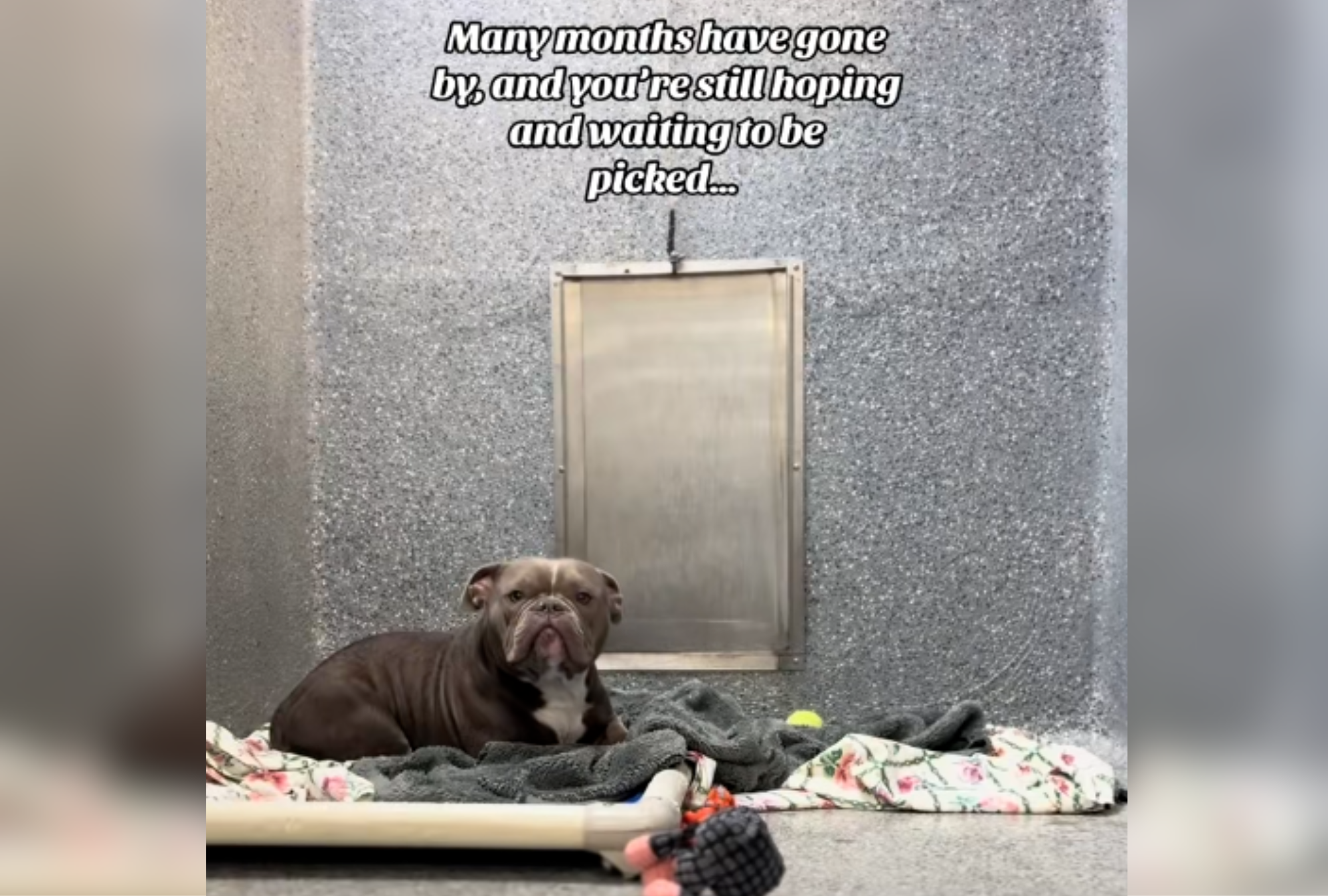 Pup Arrived at Shelter With Severe Mange—Tears at Why She's Still There