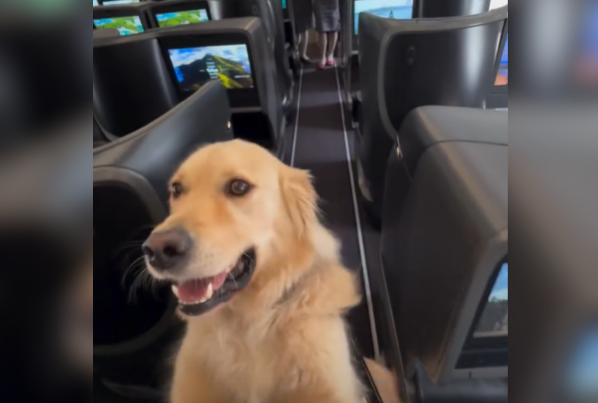 Golden Retriever's Excitement at Flying Business Class Delights: 'Precious'