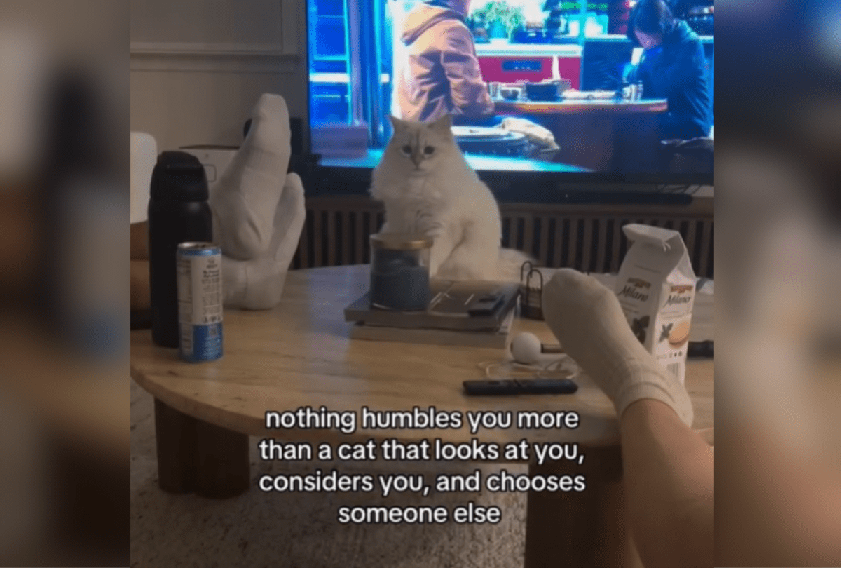 Cat 'Humbles' Owner—Internet Can't Stop Laughing at What It Did