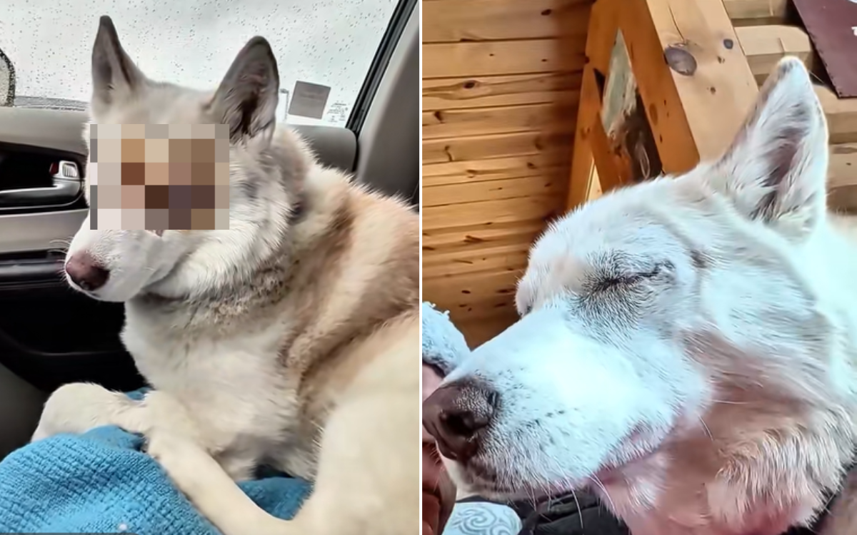 Woman Adopts Rescue Dog—Then Month Later Vets Remove Her Eyes