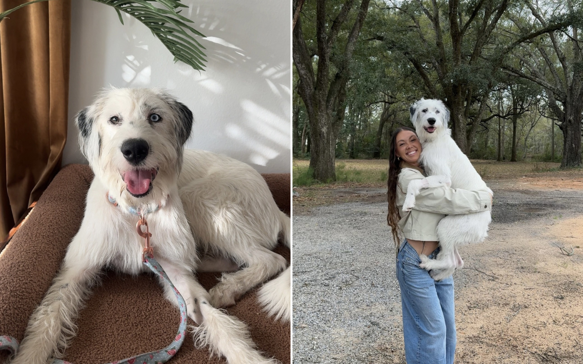 Rescue Says Dog Is Mix of ‘Super Rare Breeds’, Then Owner Does DNA Test ...