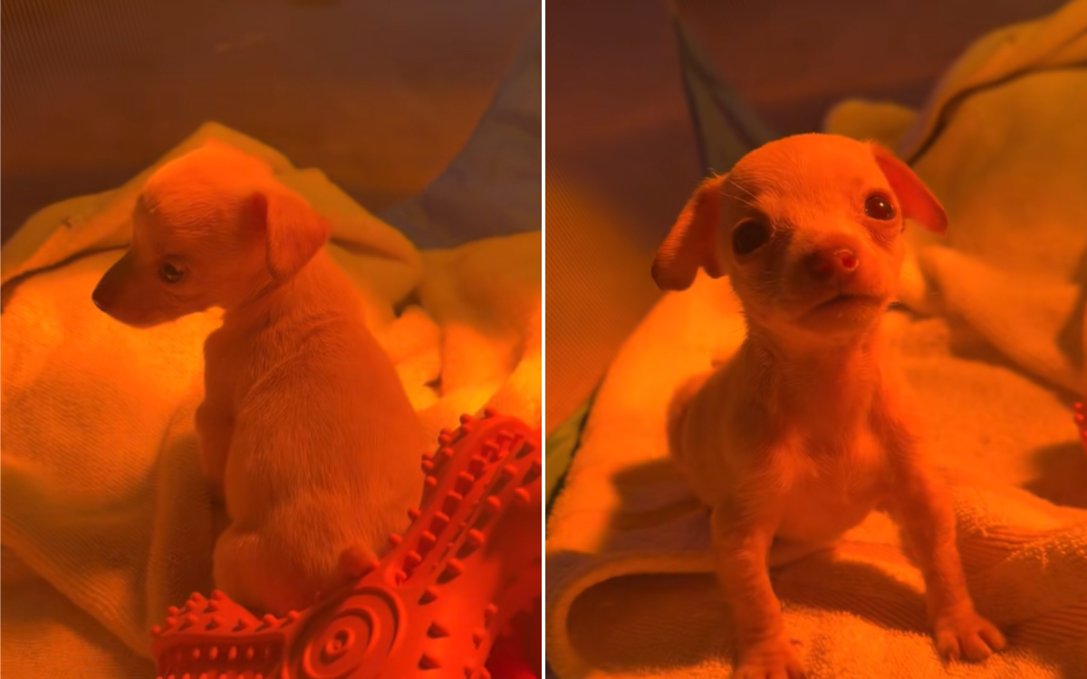 Shelter Puppy Was Only Survivor From Litter&mdash;But She Was Missing Two Things