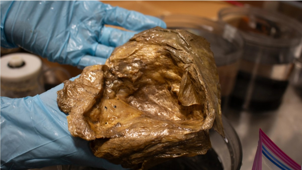 Unveiling the Mystery of the 'Golden Orb': A Deep-Sea Insight