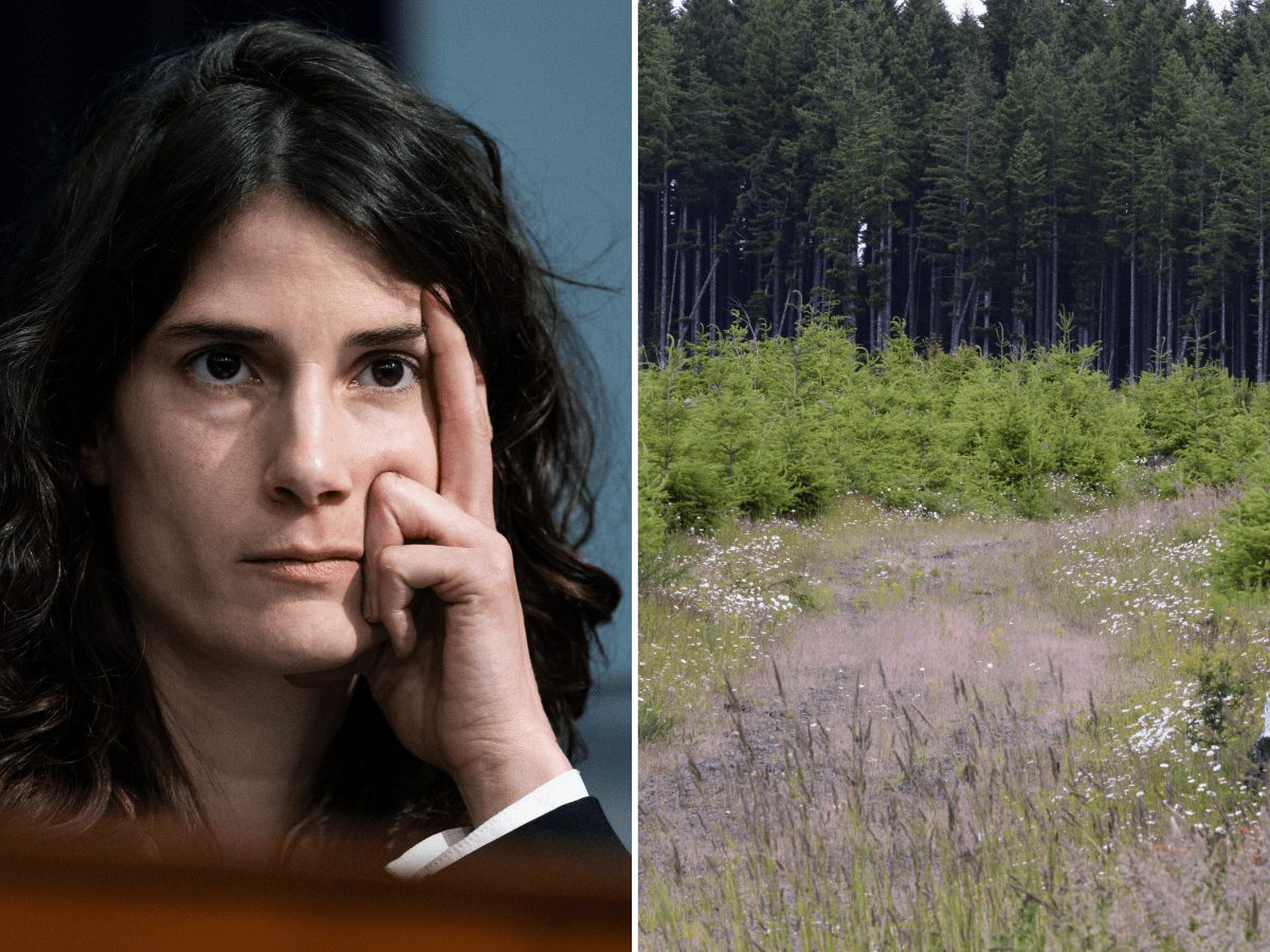 Democrat Takes on German Aristocrats in Battle Over US Forests