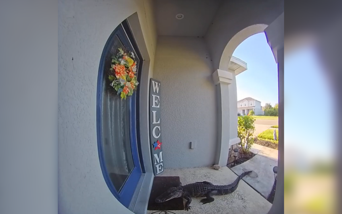 Woman sees doorbell cam footage—not prepared for what's lurking outside
