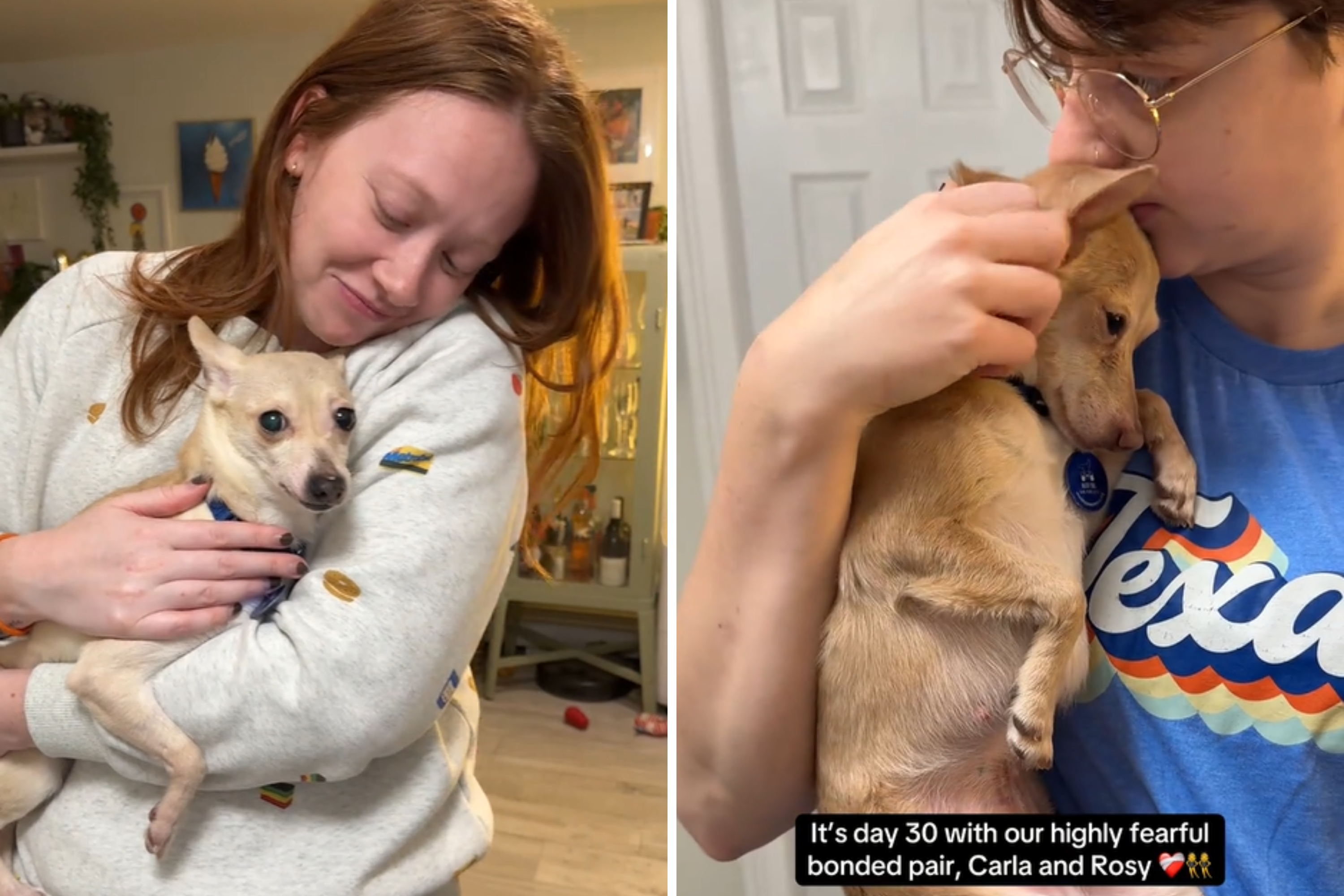 Hearts Break As ‘Highly Fearful’ Chihuahuas Discover Safety for First Time