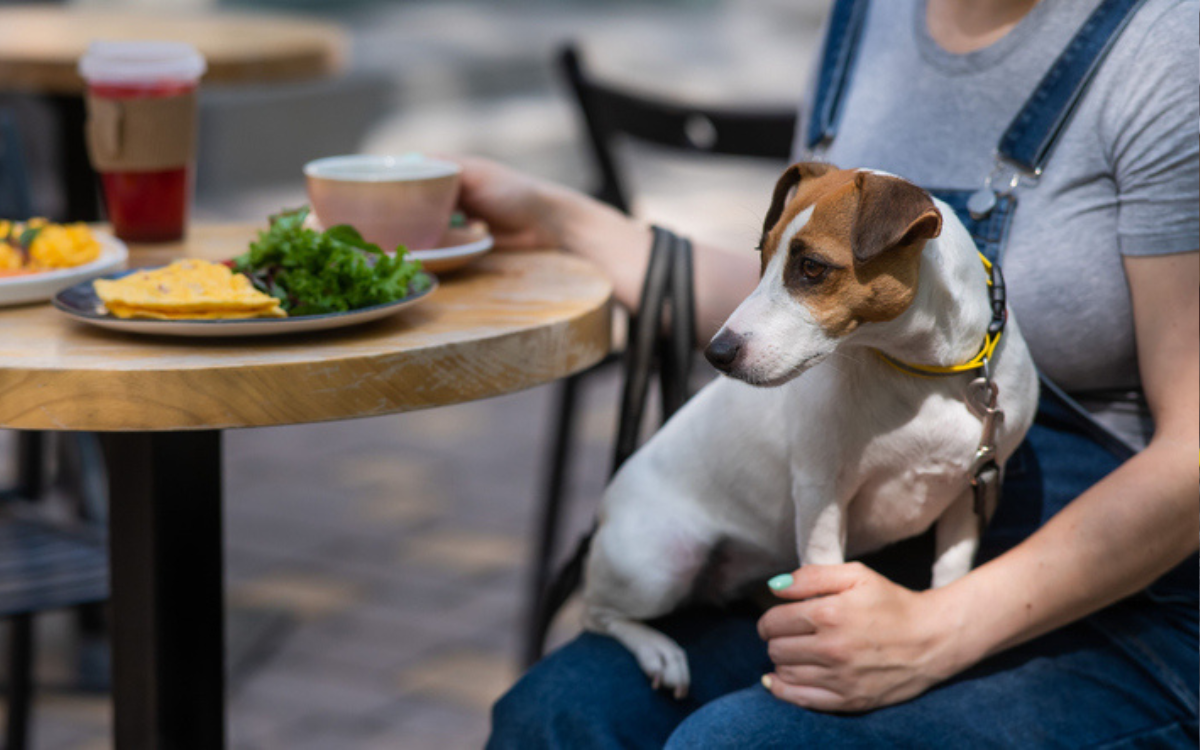 America’s best rated dog-friendly cafes have been revealed