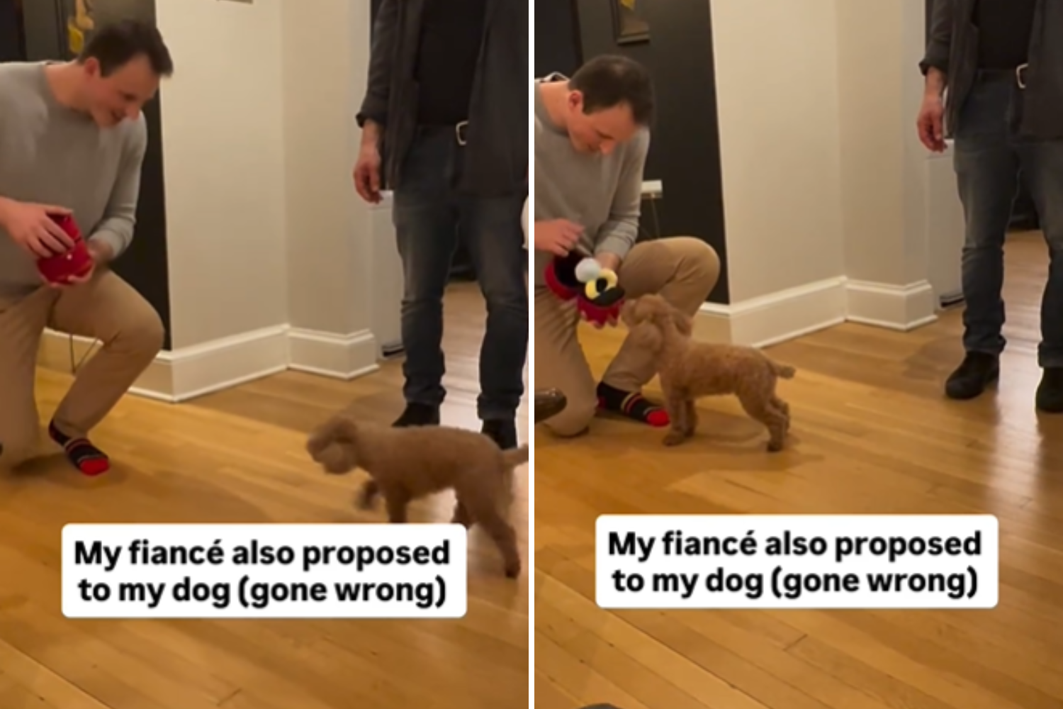 Man’s Sweet Gesture Proposing to Fiancé’s Dog Too Backfires Hilariously