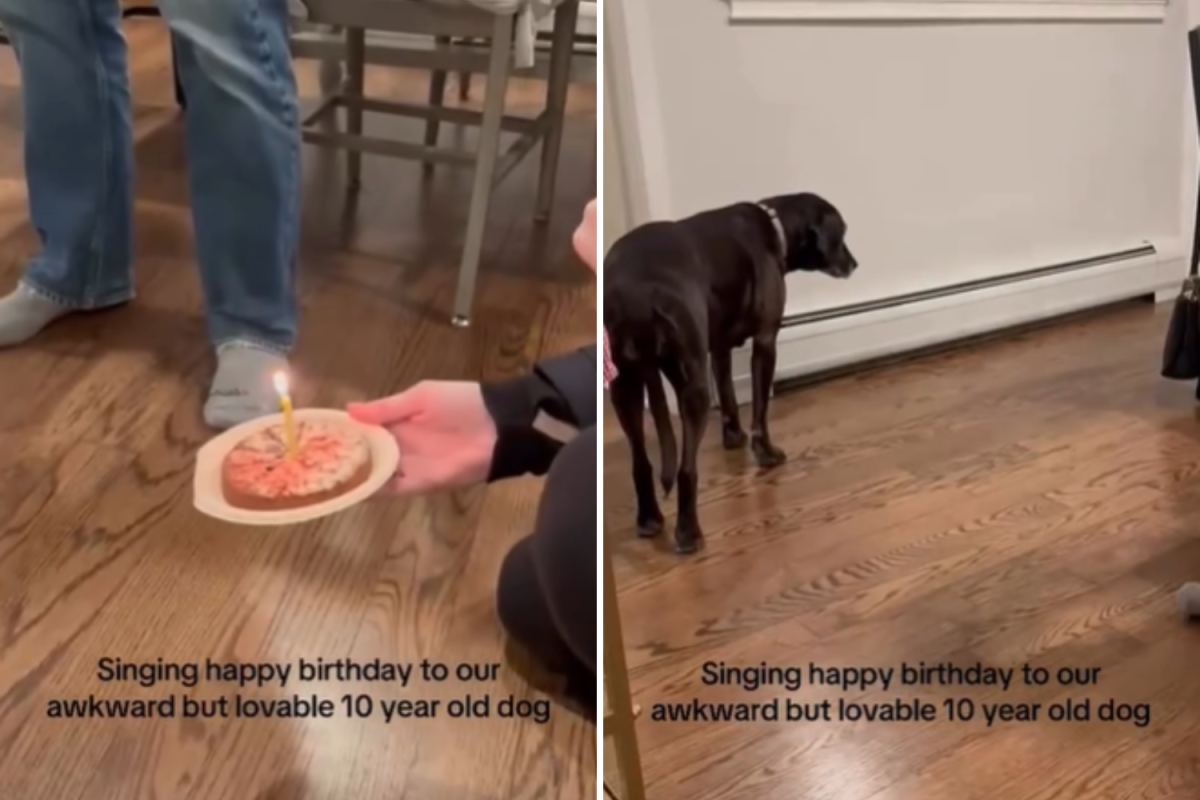 Hysterics at how senior dog reacts to his own birthday party—"no thank you"