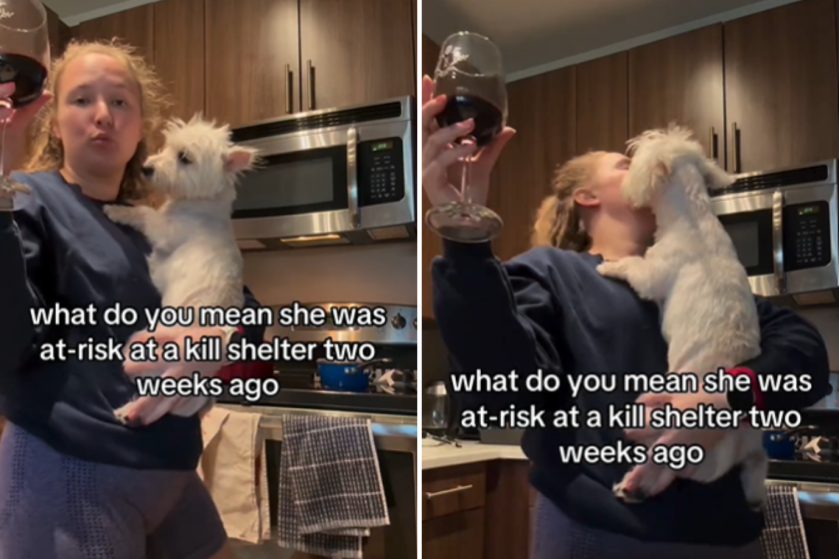 Westie ‘At Risk’ in High-Kill Shelter—2 Weeks Later Life Is Unrecognizable