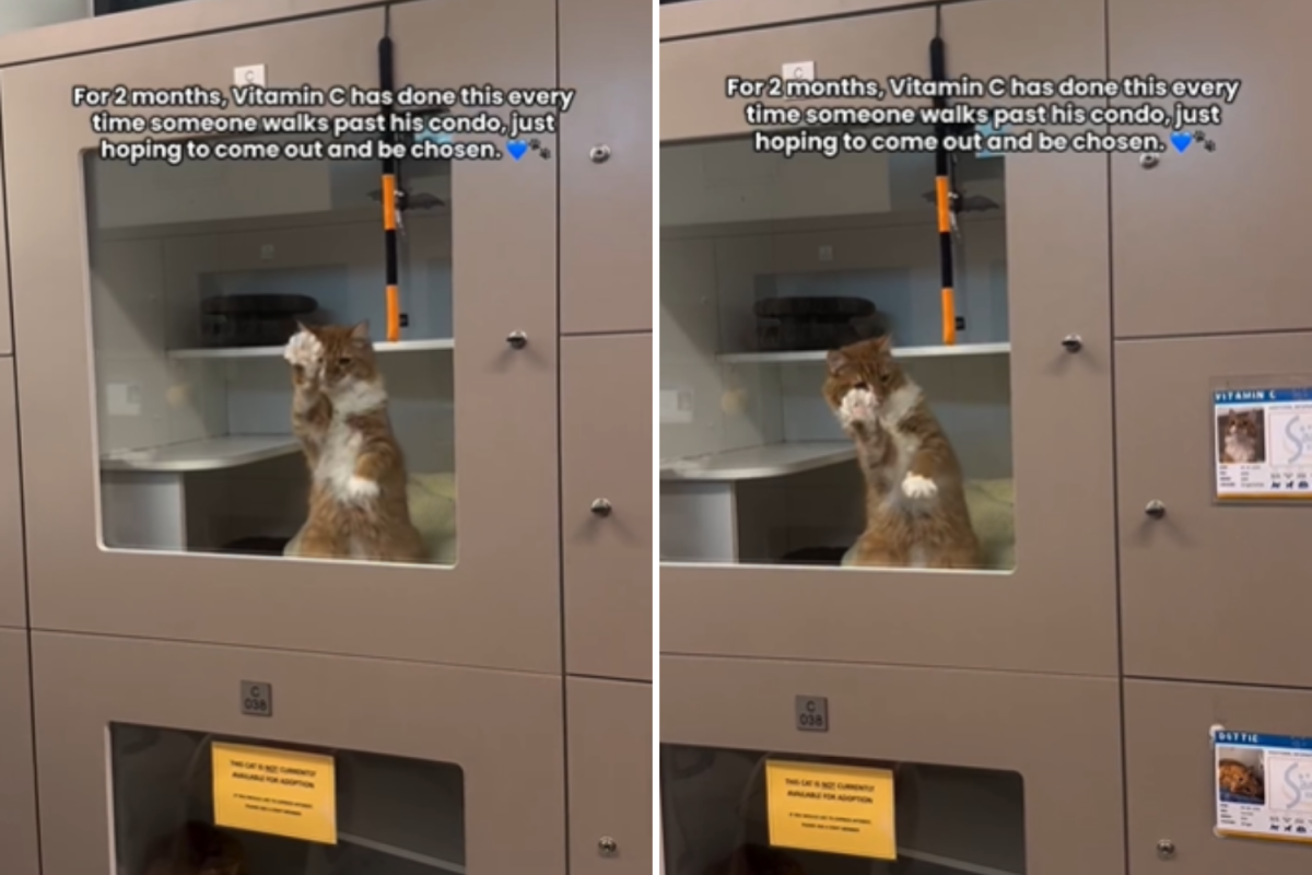 Tears at What Shelter Cat Does When People Walk Past Hoping To Be ‘Chosen’