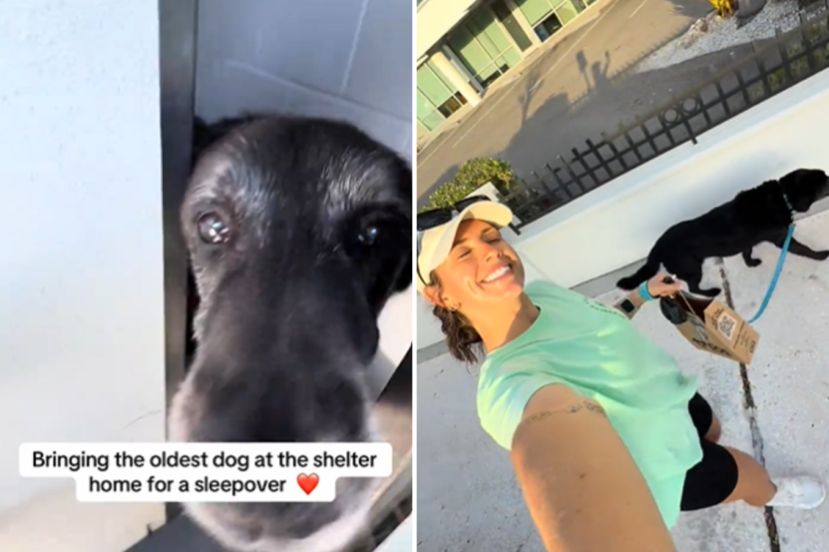 Shelter’s Oldest Dog Goes for Sleepover—His Reaction Has Internet in Tears