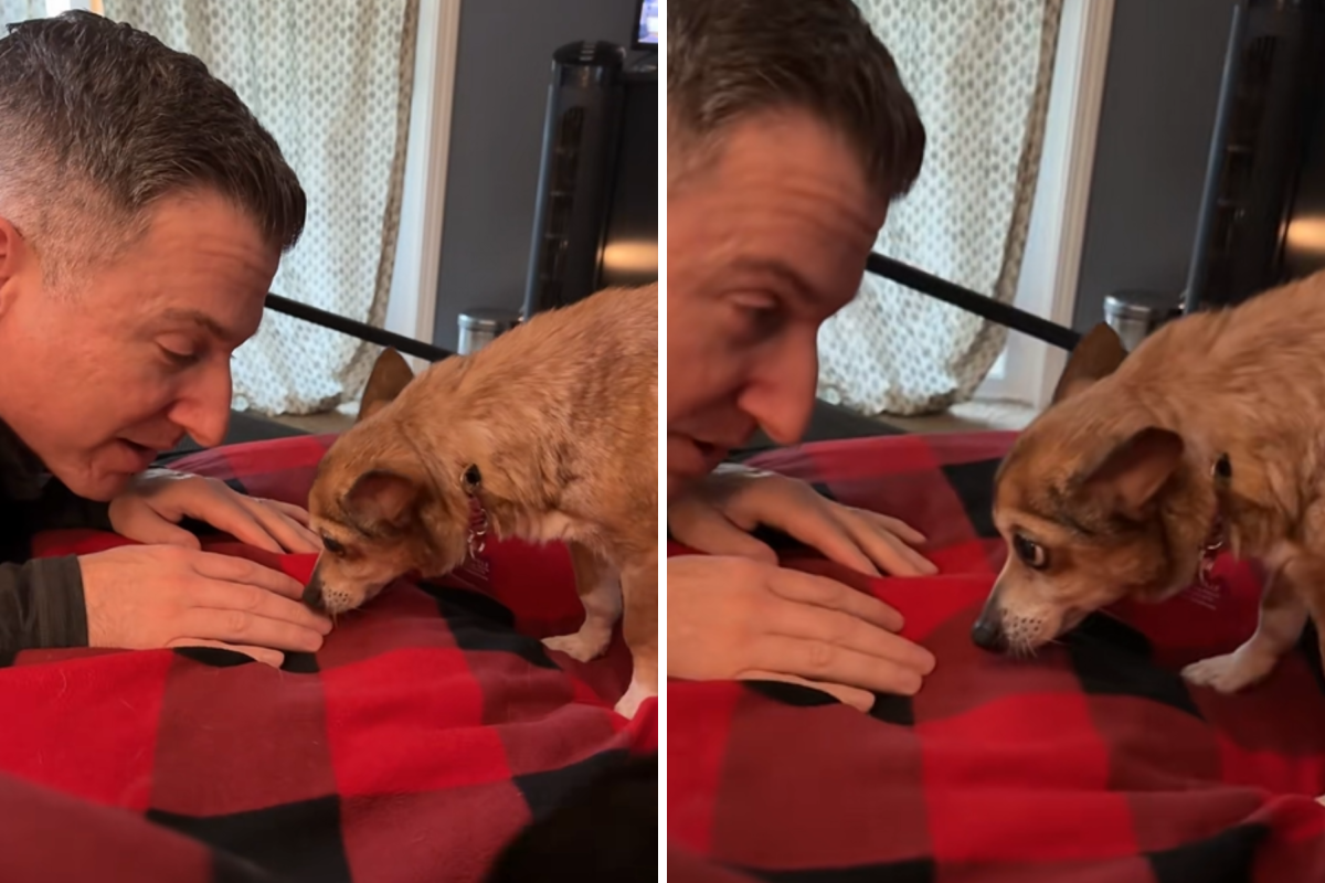 Tears at Moment Senior Dog ‘Trusts’ Foster Carer for First Time