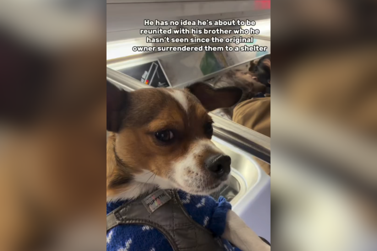 Moment Brothers Reunited After Original Owner Surrendered Pair to Shelter