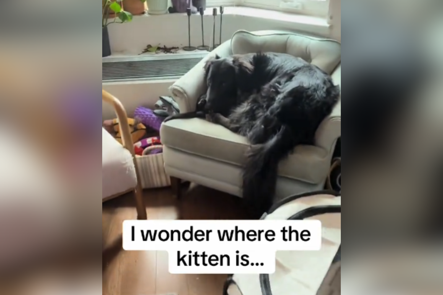 Owner of ‘Golden Energy’ Dog Can’t Find Black Kitten—Then Comes Realization