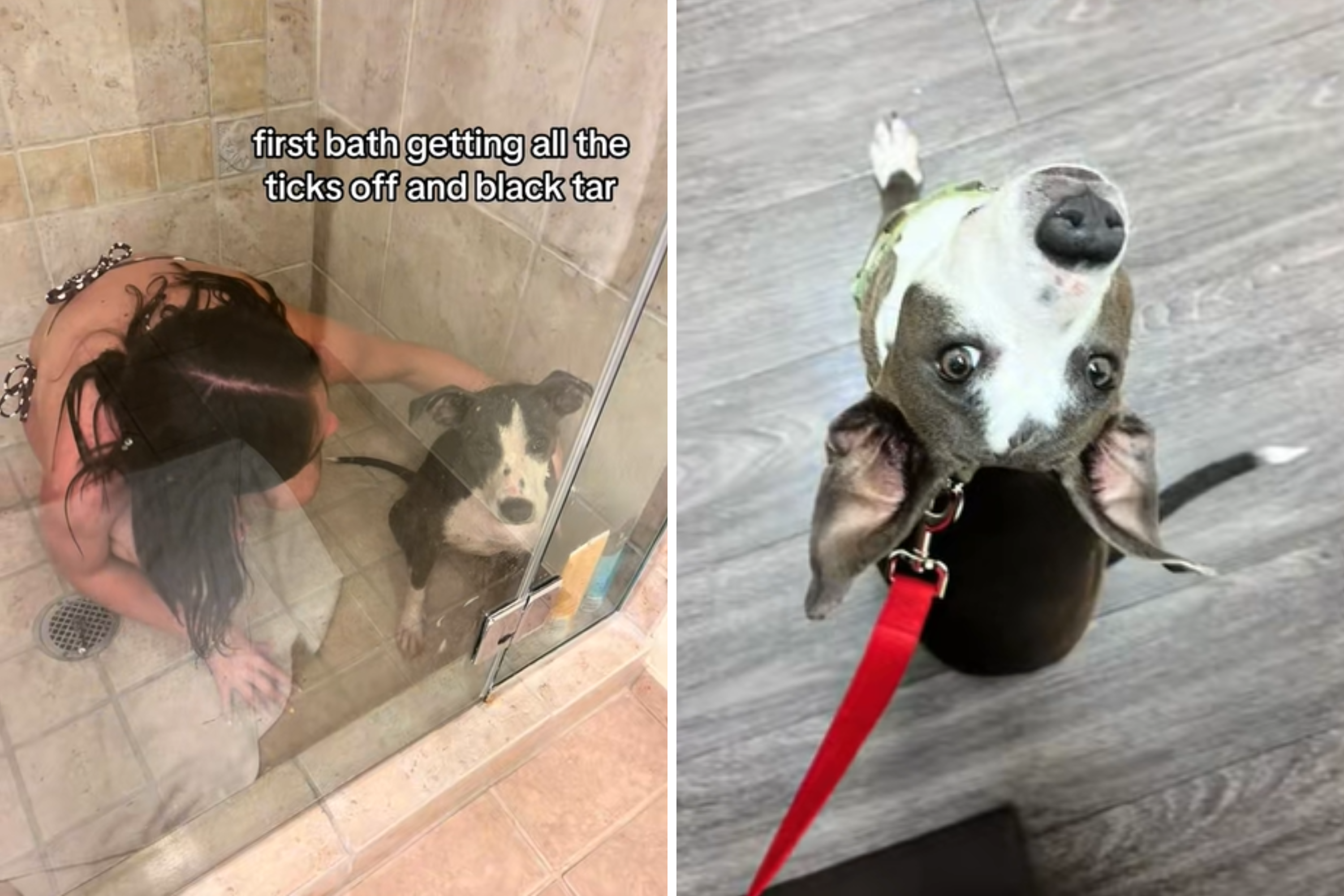 Tears As Teen on Vacation Bonds With Stray Dog Abandoned As Puppy