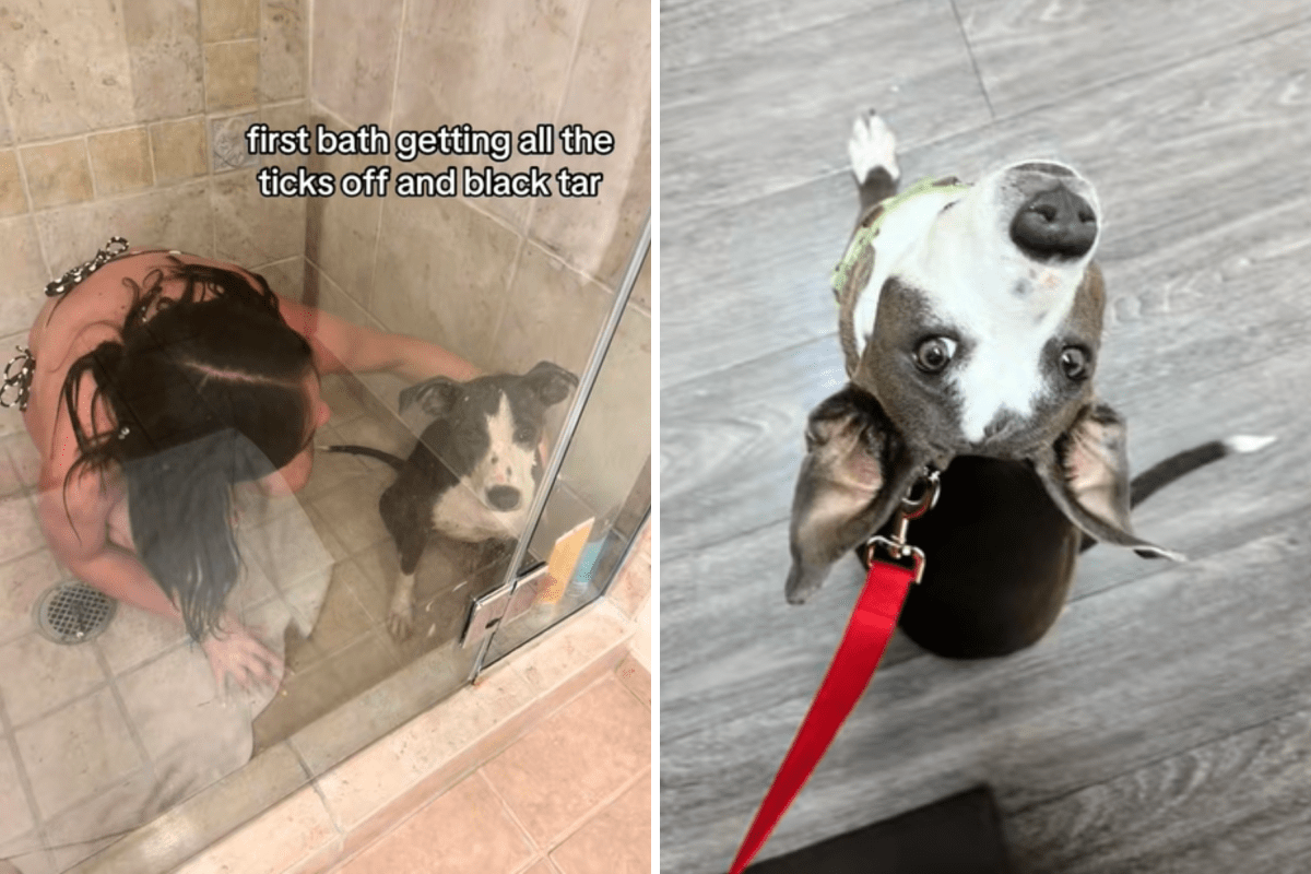 Tears As Teen on Vacation Bonds With Stray Dog Abandoned As Puppy