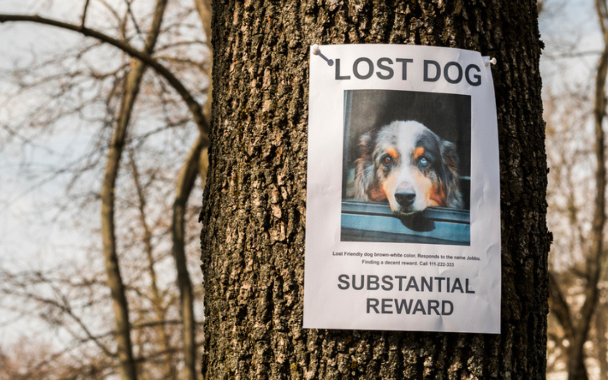 Study Reveals Best–And Worst–US States For Reuniting With A Missing Dog
