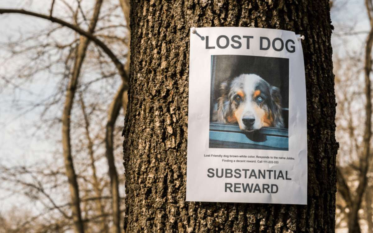 Study Reveals Best–And Worst–US States For Reuniting With A Missing Dog