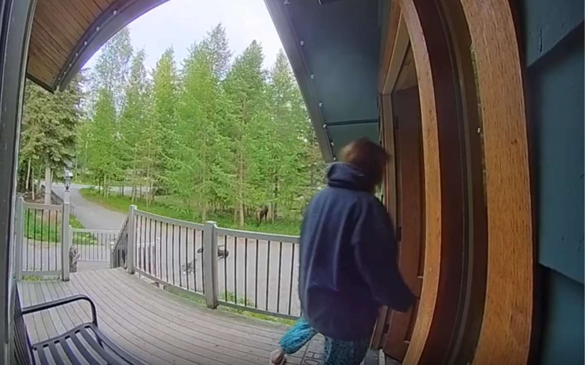 Woman Takes Dogs For Walk, Surprise Visitor Has Them Rushing Back Inside