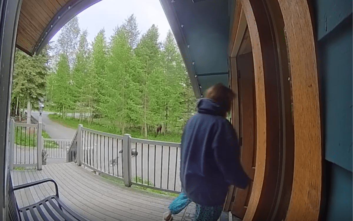 Woman Takes Dogs For Walk, Surprise Visitor Has Them Rushing Back Inside