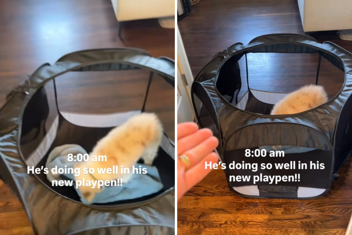 Owner Sees Puppy Doing ‘So Well’ in New Playpen—Then It Takes Dramatic Turn