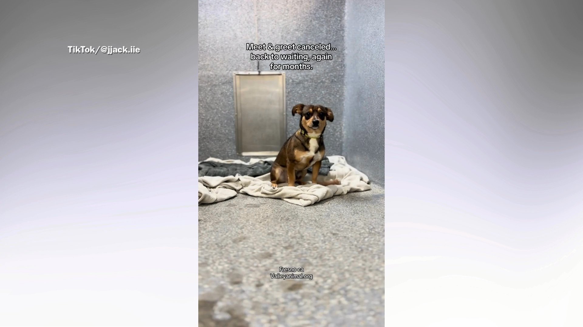 Shelter Dog Left Tied to a Pole Sad Can’t Understand Why He Was ...