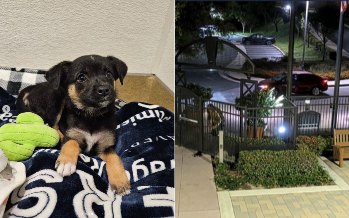 Watch Moment Man Abandons Puppy In Middle of 'Coyote Country’ at 3:30am