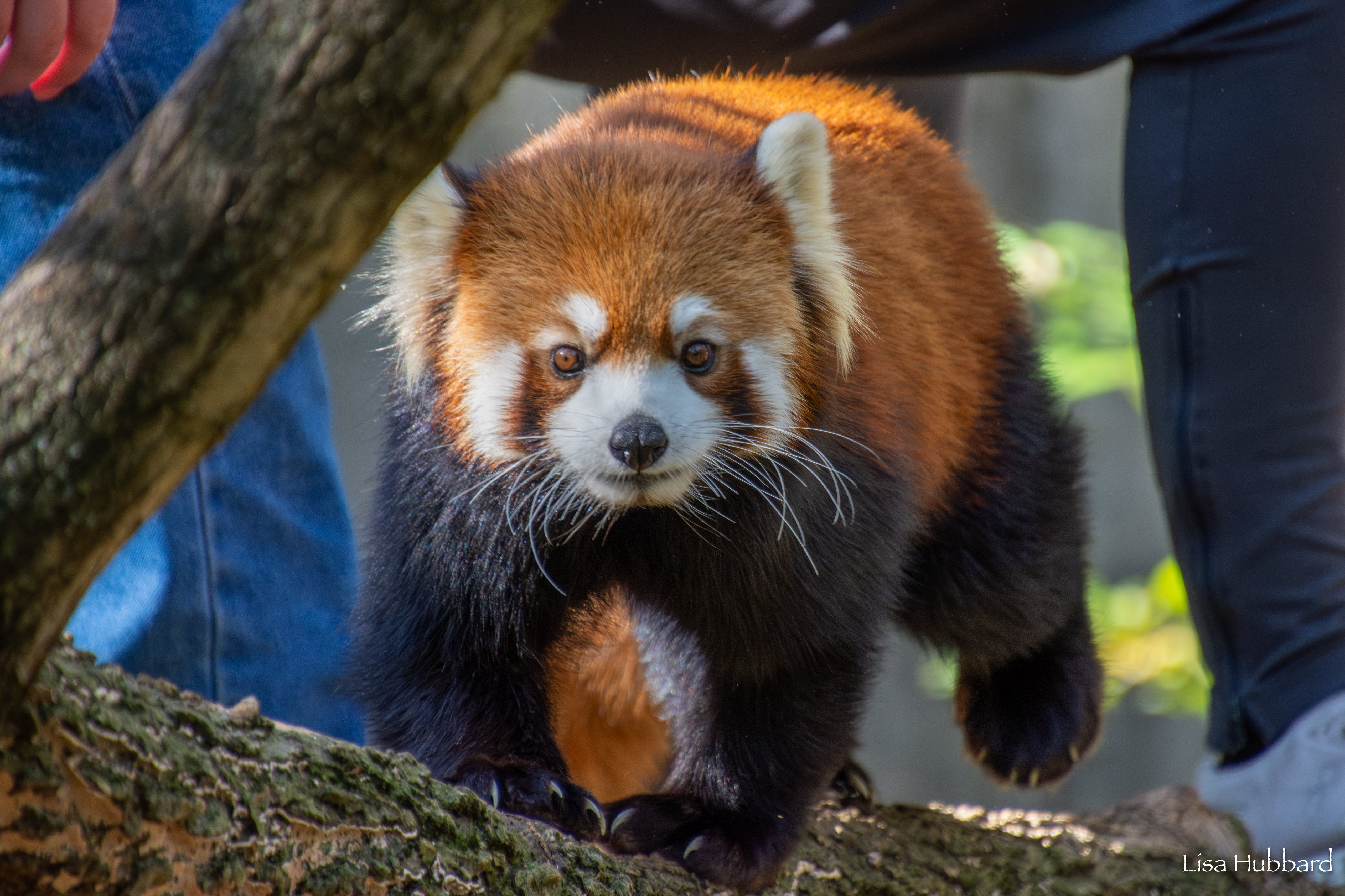 Red Panda Injures Human at Zoo