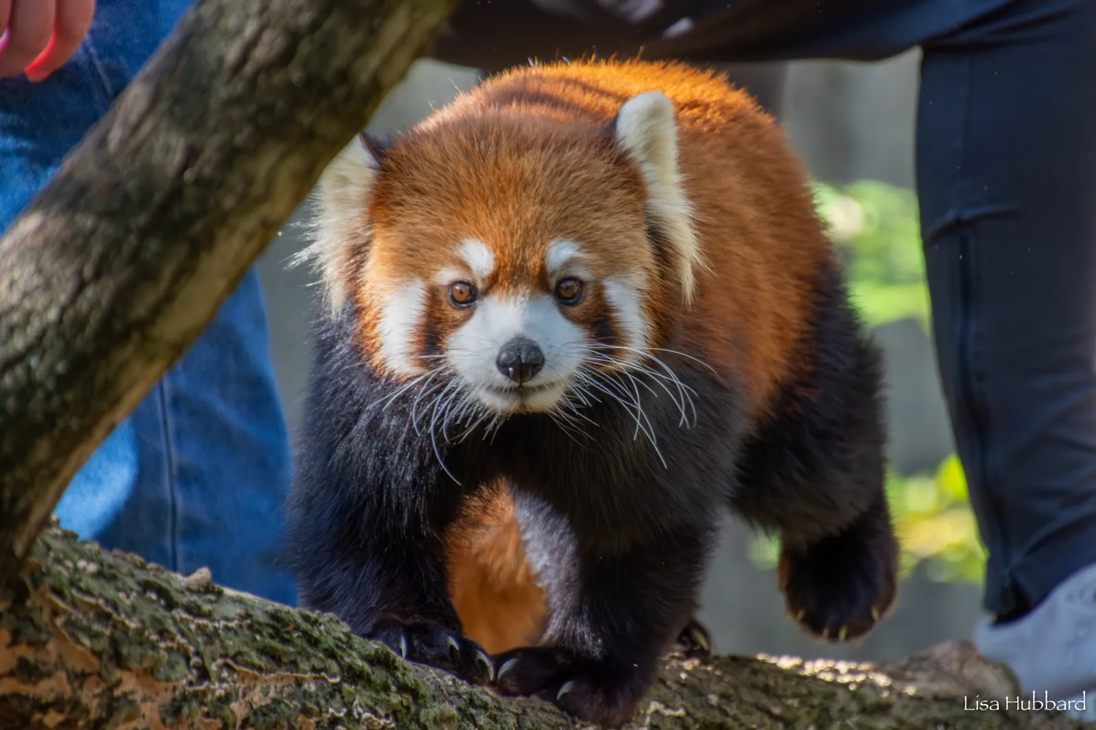 Red Panda Injures Human at Zoo - Newsweek