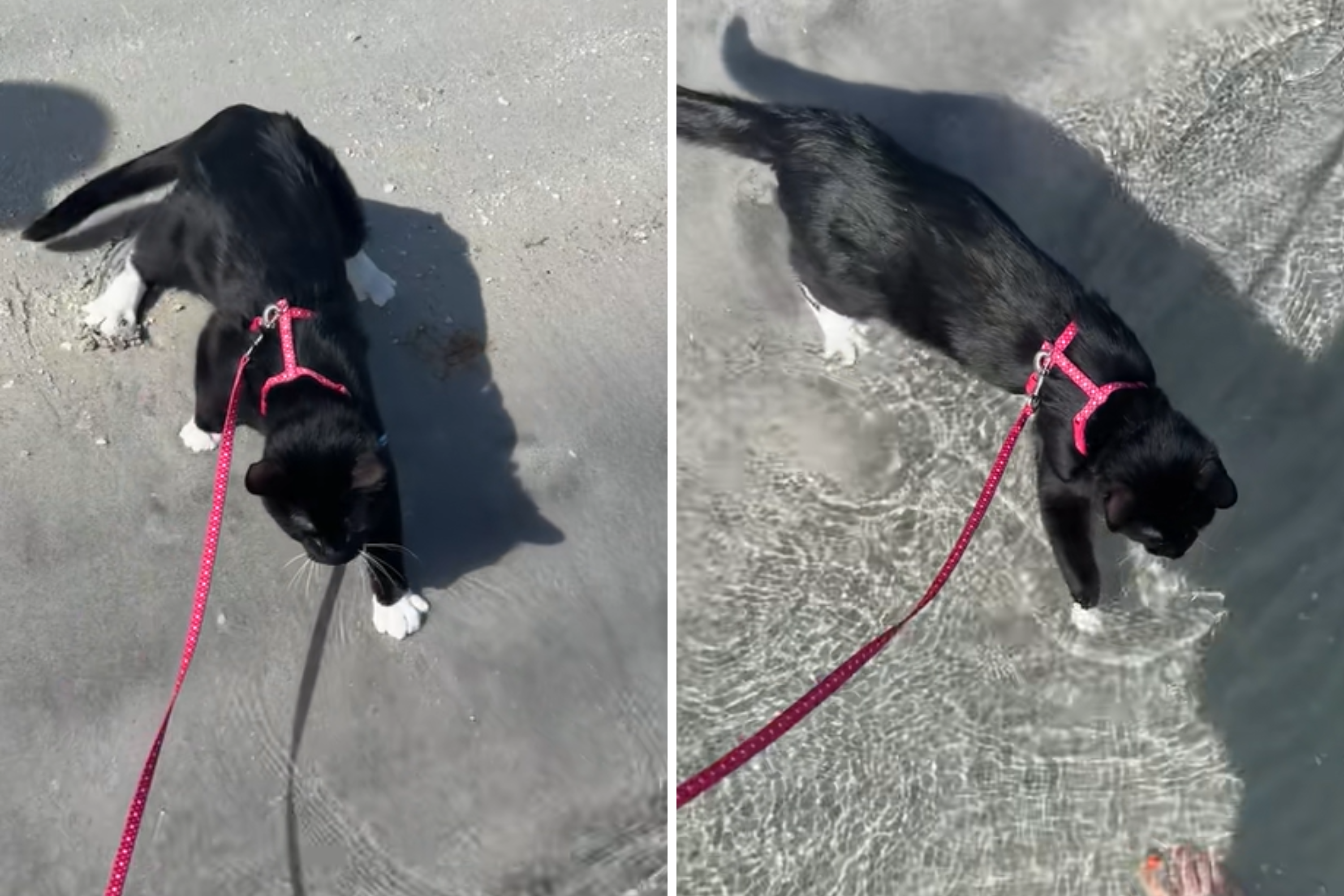 Owner Takes Cat on First Beach Trip, Does Something That Surprises Everyone