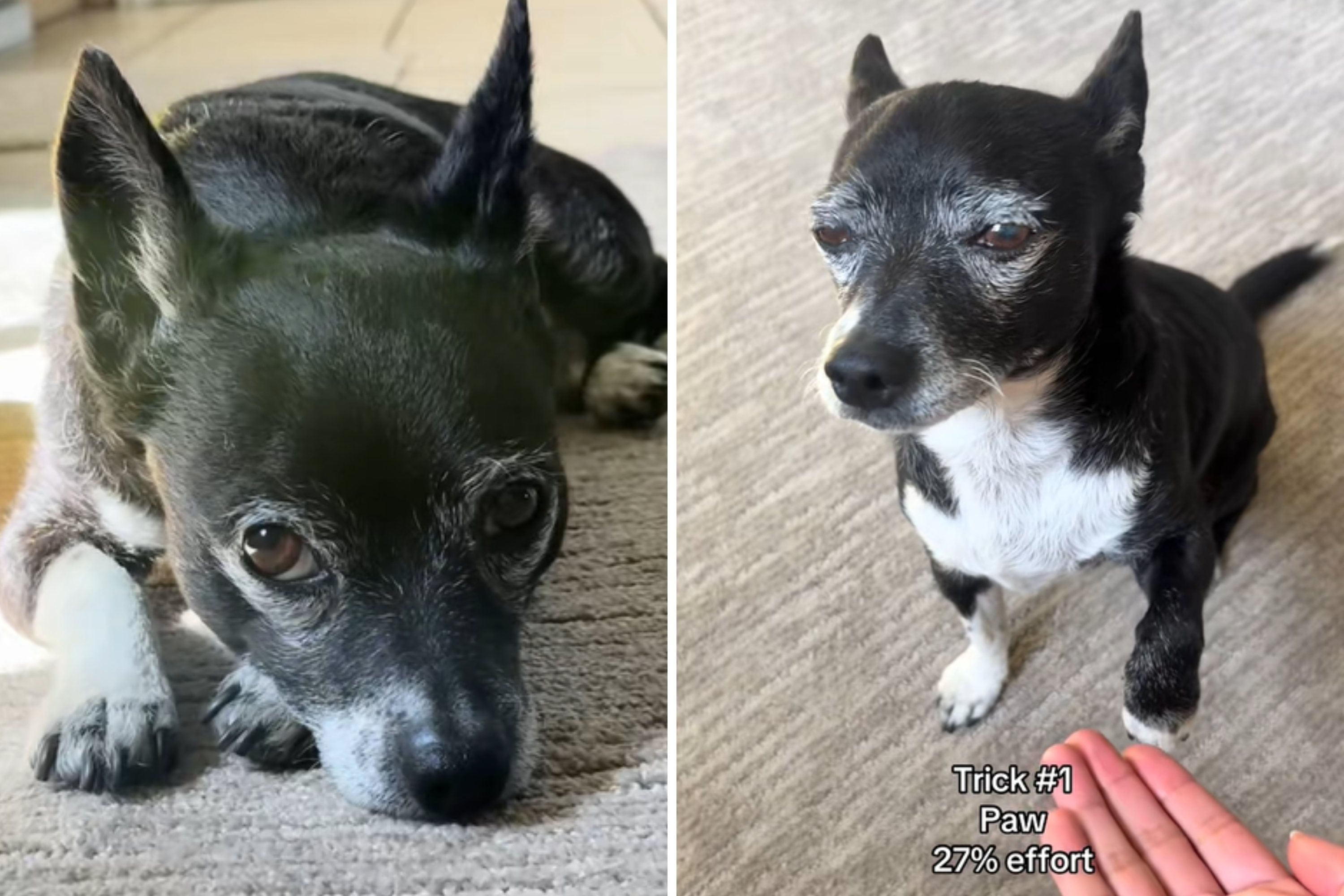 Woman Adopts Rescue Chihuahua—Not Prepared for What She Discovers