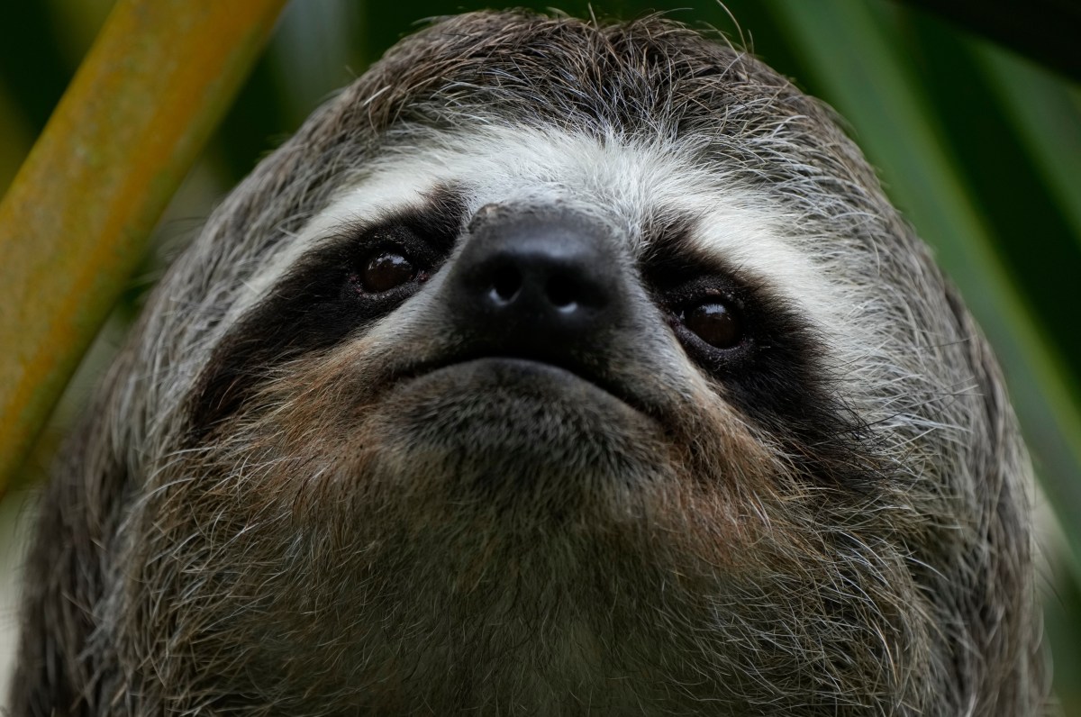 Criminal Investigation Opened Into Mass Sloth Death in Florida