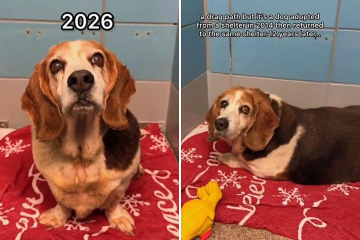 Dog Adopted, Then She Finds Herself Back at the Same Shelter 12 Years Later