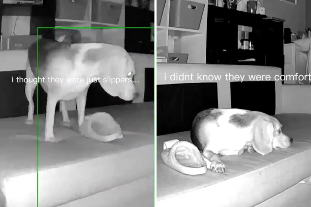 Cam Captures Dog Taking Slippers at Night, Then Owner Realizes Reason Why