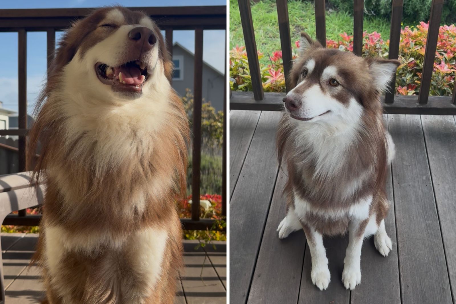 Testing Intelligence: Can You Measure Your Dog's Smarts at Home?