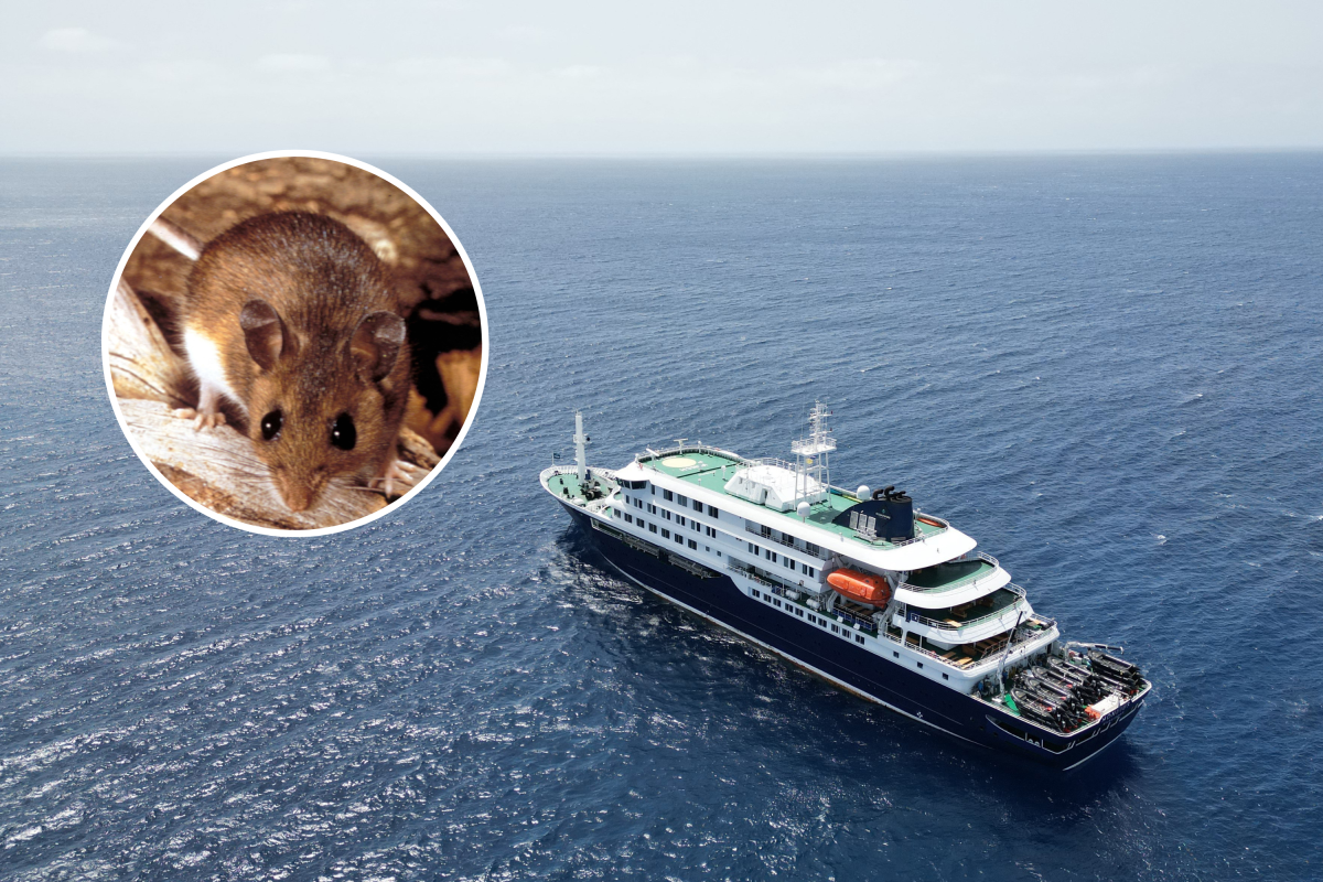Hantavirus Explained: What to Know as WHO Suspects Human-to-Human Spread