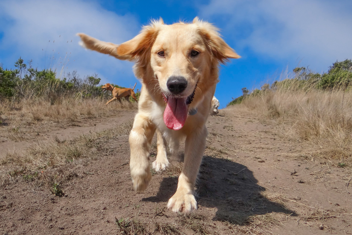 Trainer Names Five Dog Breeds Often Used for Emotional Support