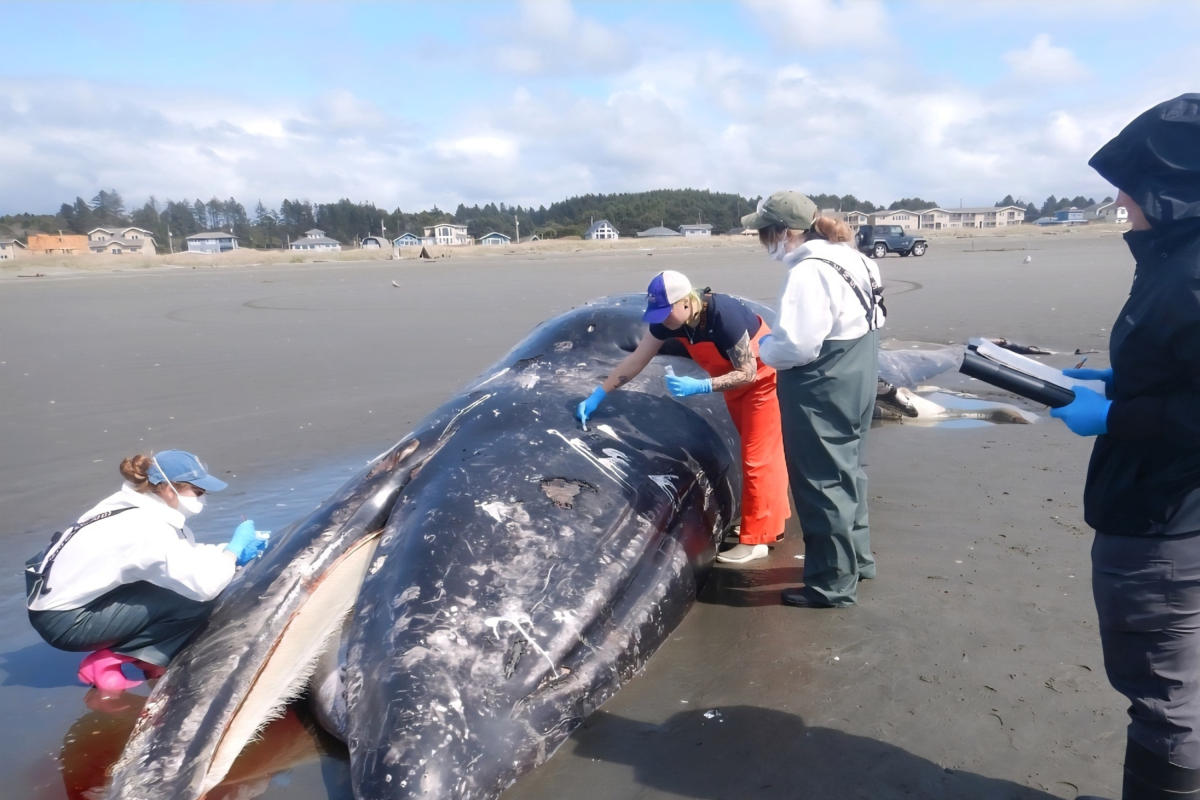 Crisis on Our Shores: The Stark Reality of Whale Strandings on the West Coast