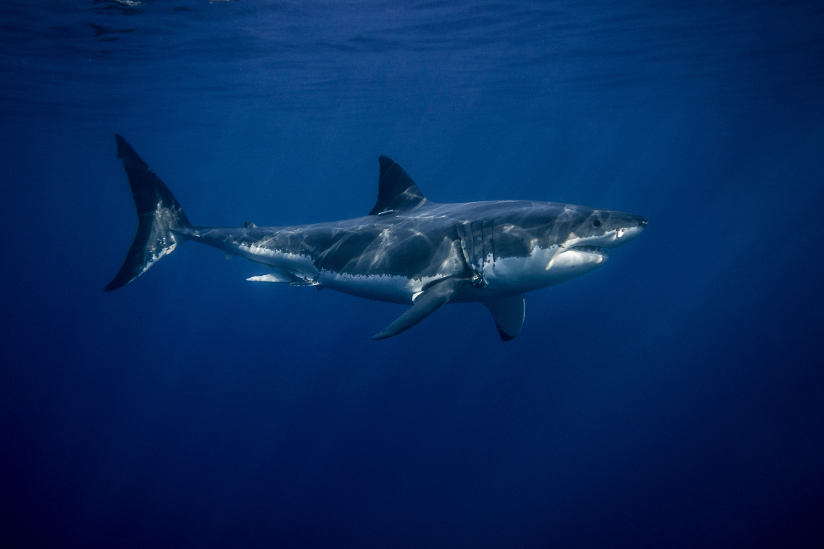 Diver Killed By 16-Foot Shark in Popular Australian Tourist Hotspot