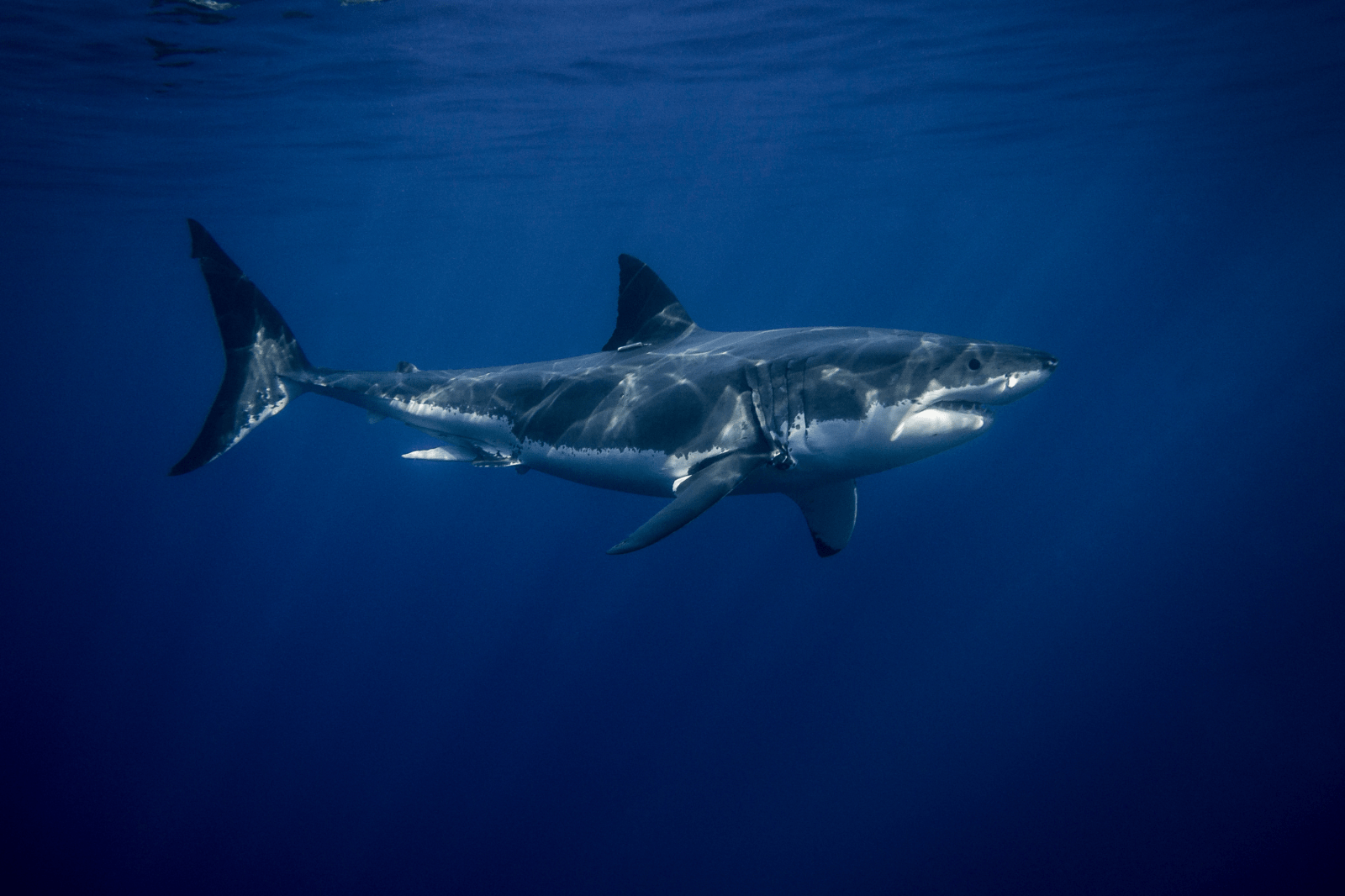 Diver Dies After Great White Shark Attack Near Perth