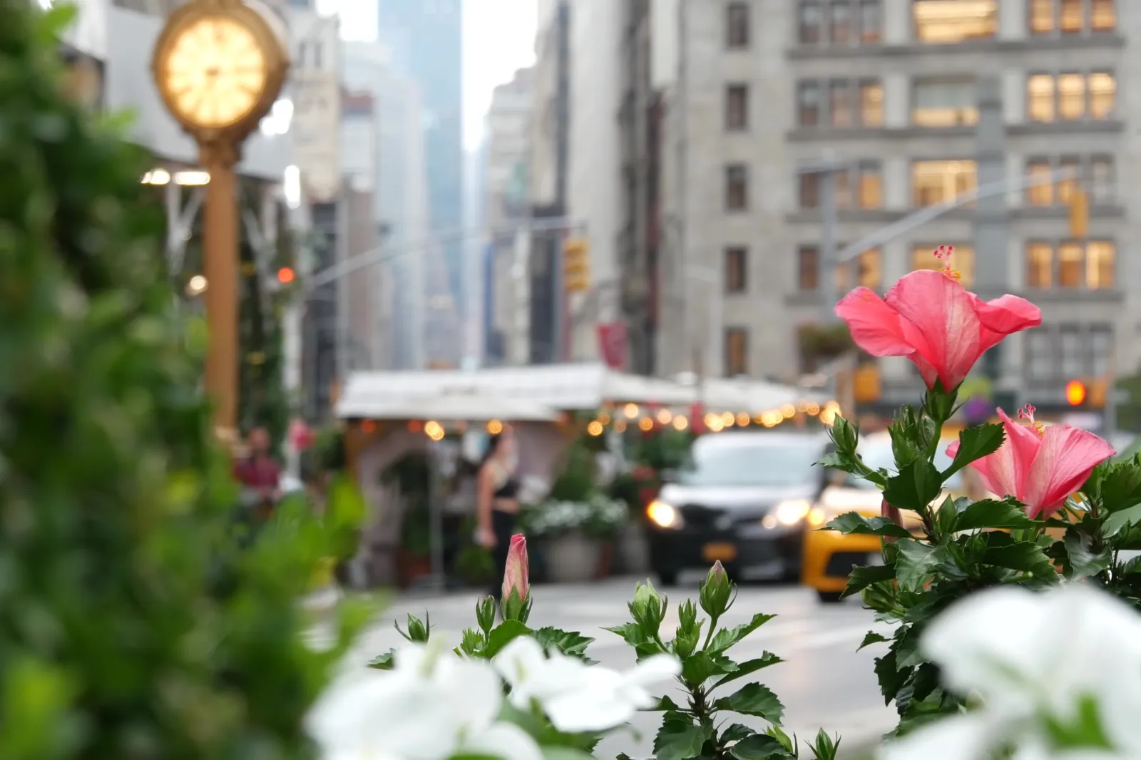 Hibiscus flowers growing in the Manhattan borough of New York in 2023.