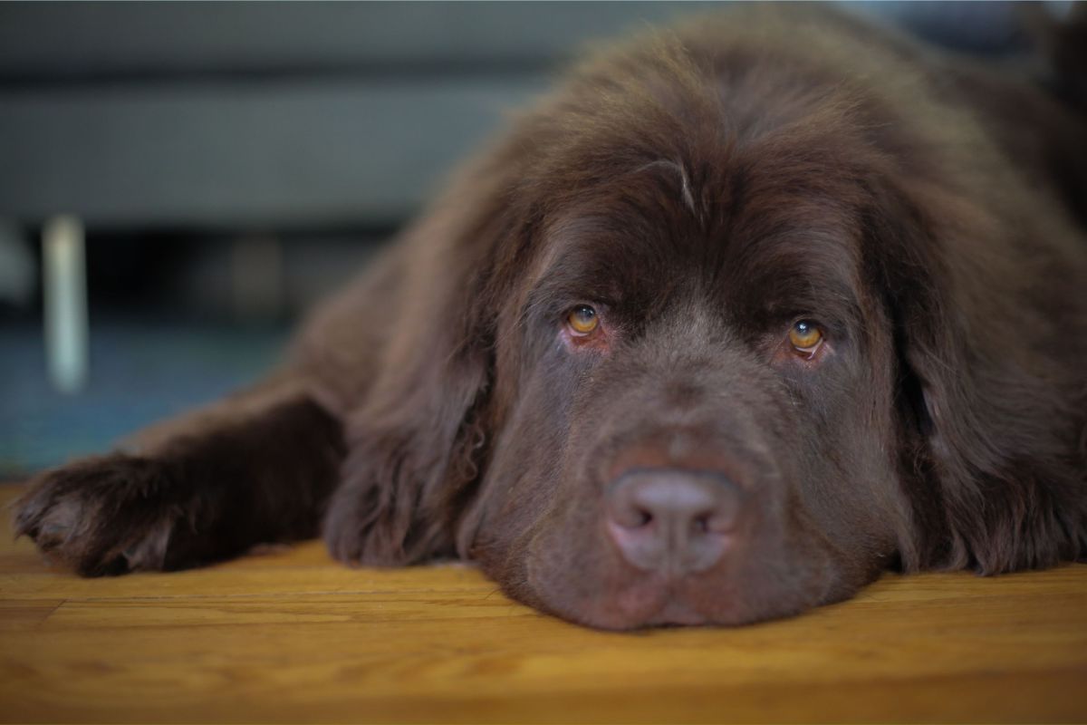 Newfoundland dog relaxing on floor