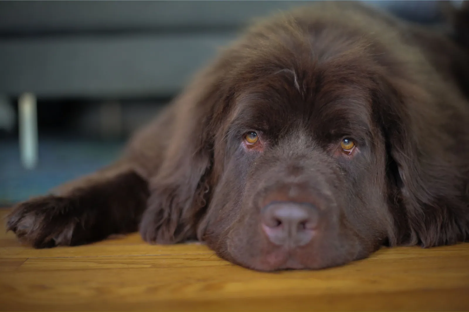 Newfoundland dog relaxing on floor