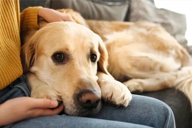 Golden retriever resting on person's lap