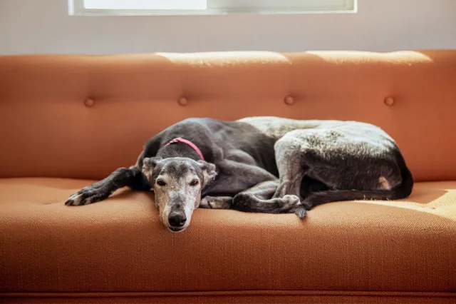 Greyhound sleeping on couch